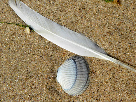 eine lange Feder am Strand neben einer Venusmuschel