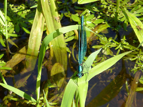 eine blaue Libelle sitzt auf Wasserpflanzen und schaut in die Kamera