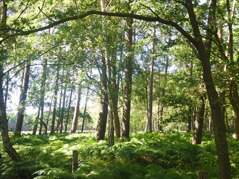 Waldlichtung mit dunkelgrünem Farn 