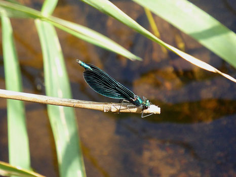 Blaue Libelle sitzt auf einem Stängel über einem Gewässer