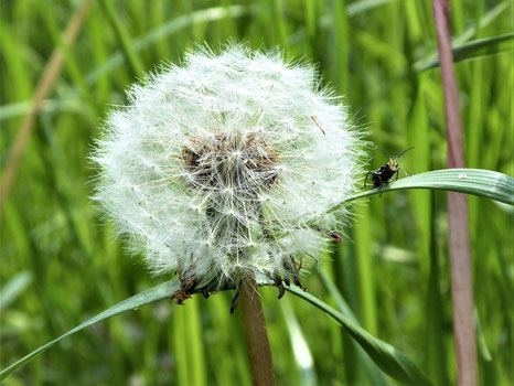 Foto einer Pusteblume vor hohem Gras. Neben der Blume sitzt eine kleine Grille, die freundlich und keck direkt in die Kamera schaut