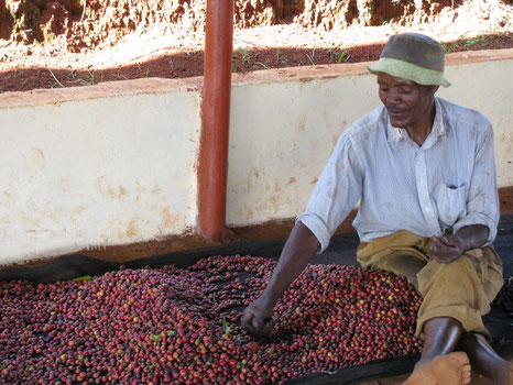 Bauer mit seinen Kaffeekirschen
