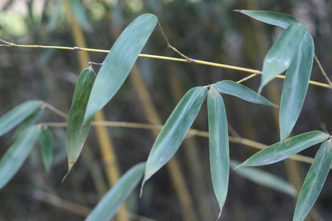 Phyllostachys pubescens var. pubescens (Moso Bamboo) - cultivated - Arthur Chapman ELUDIS CC20 