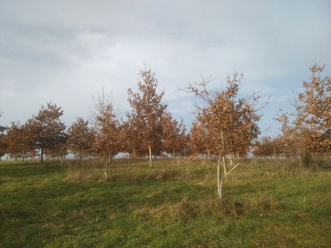 plantation réalisée il y a 13 ans