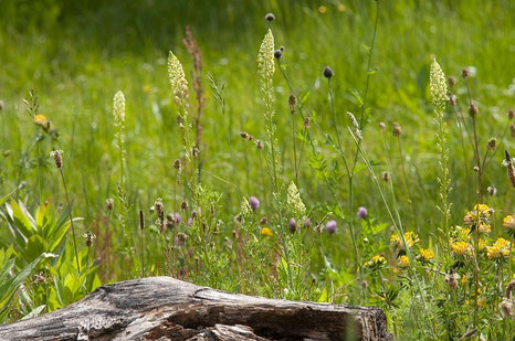 blumenwiese und ein holzstück