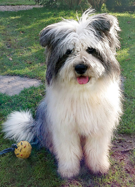 Serevice dog tiergestützte Therapie