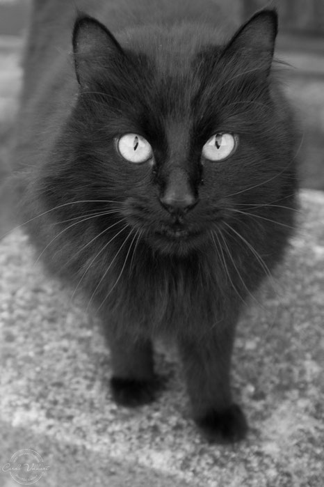 süsse schwarze Katze, Kater, schwarzer Kater, Sigriswil, Thunersee