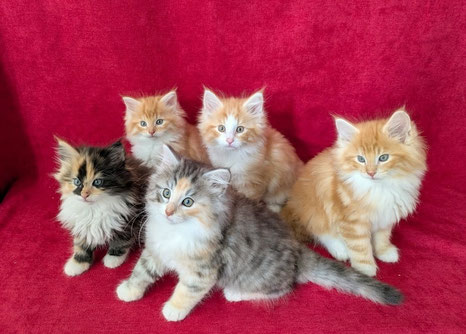 Chatons norvégiens de Winnie et Rock à 2 mois - Chatterie du Mont d'Alba