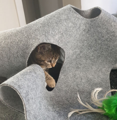Katzenmädchen Fibi und der CatMountain
