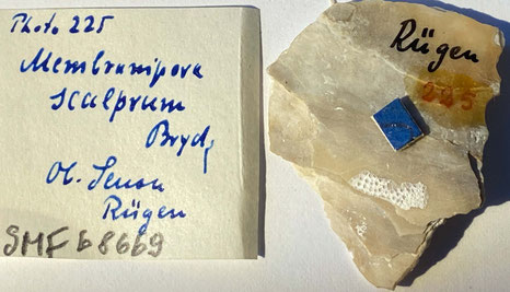 Senckenberg, Bryozoa, Bryozoen, Moostierchen, Sammlung Voigt