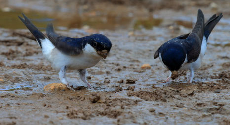 Foto: Karl Kern/NABU-naturgucker.de