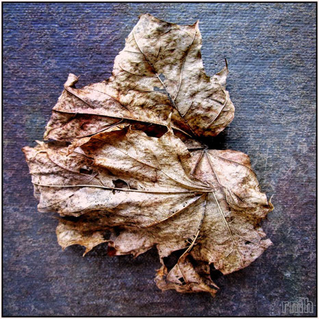 dry sycamore leaf