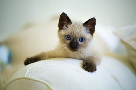 chaton siamois aux yeux bleus allongé sur un dossier de canapé couleur crème