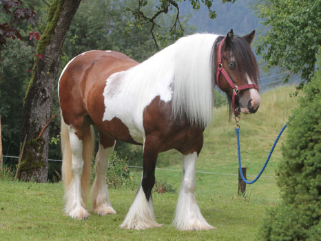 Gypsy Cob