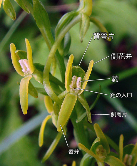 ホソバノキソチドリの花の構造（背萼片、側花弁、側萼片、唇弁、距の入口）