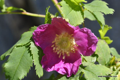 Rosa pendulina-Rosa alpina-Alpen-Hagrose-Hängerose-Alpenheckenrose-Alpen-Rose - Gebirgs-Rose - Rosier des Alpes - Rosa alpina - Wildrosen - Wildsträucher - Heckensträucher - Biodiversität - Wildrose