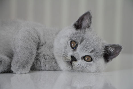 British Shorthair Cattery Bkh Von Kawerinni