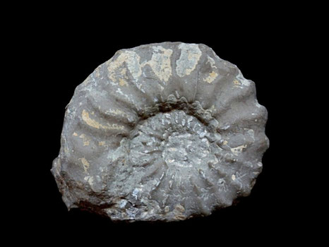Epipeltoceras bimammatum
