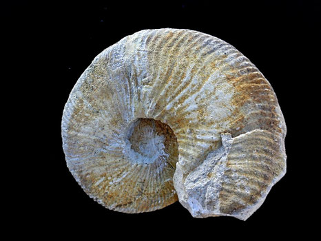 Neocomites (Teschenites) castellanensiformis