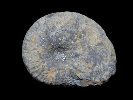 Taramelliceras hauffianum