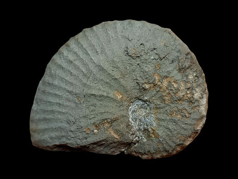 Taramelliceras costatum