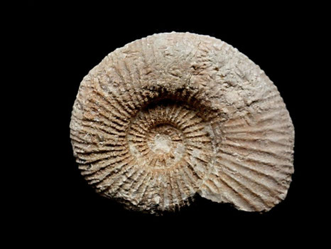 Lemencia pergrata