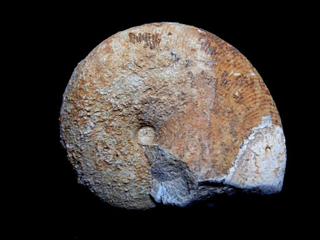 Phylloceras (Hypophylloceras) subalpinum
