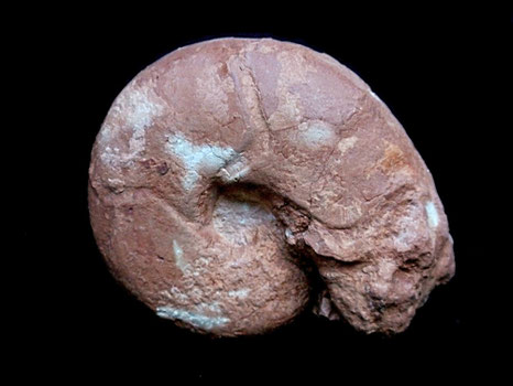 Sowerbyceras tortisulcatum