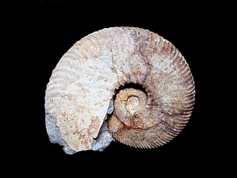 Neocomites (Teschenites) castellanensiformis