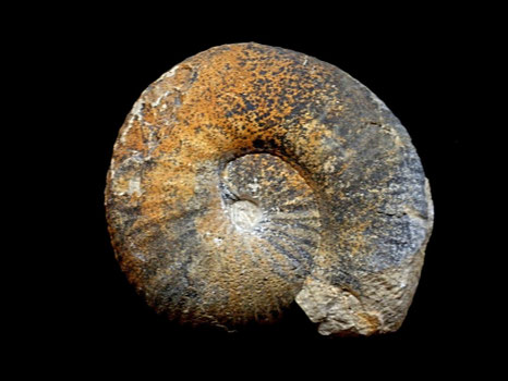 Bullatomorphites (Kheraiceras) bullatus