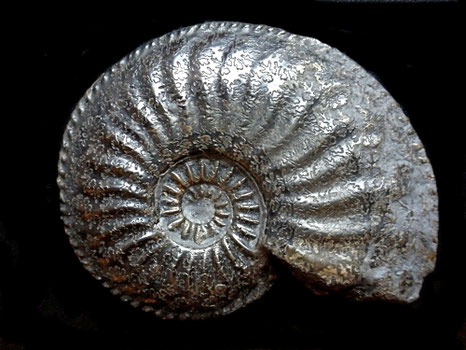 Amaltheus margaritatus