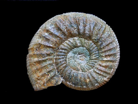 Orthosphinctes desmoides