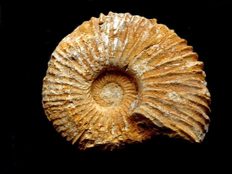 Macrocephalites macrocephalus