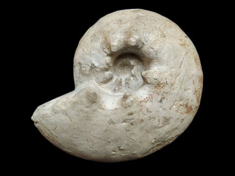 Orthaspidoceras lallierianum