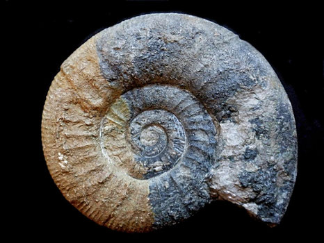 Lithacosphinctes pseudoachilles