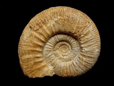 Indosphinctes petaini