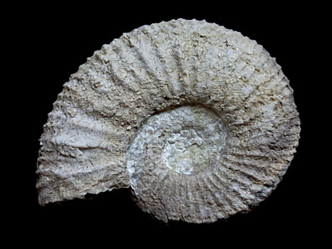Parapallasiceras sp