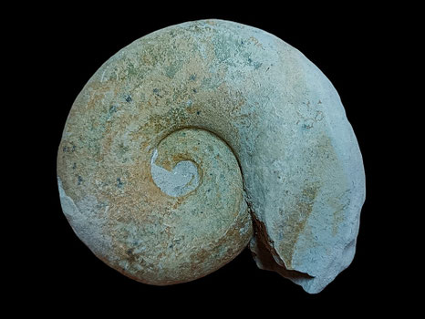 Neolissoceras grassianum