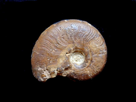 Leioceras opalinum