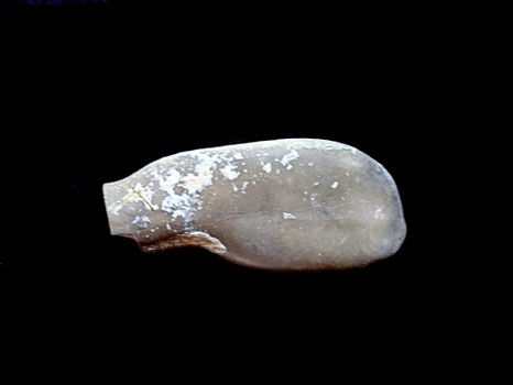 Duvalia dilatata