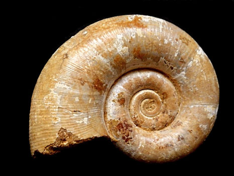 Hemilytoceras fraasi