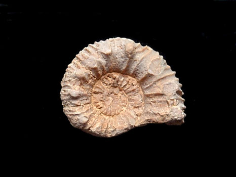 Himalayites cortazari
