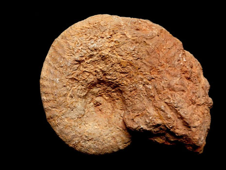Taramelliceras (Strebilites) externnodosum