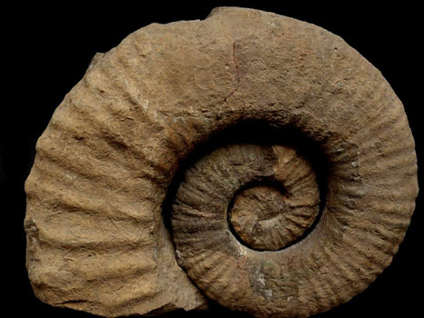 Gassendiceras coulletae