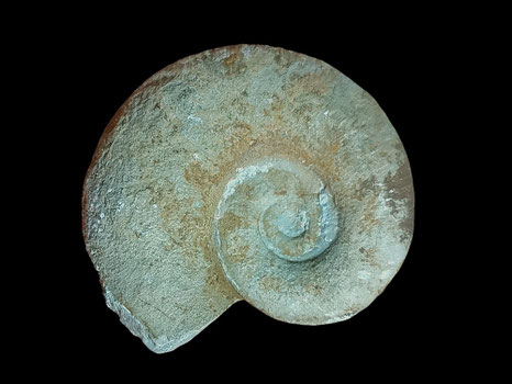 Lytoceras subfimbriatum