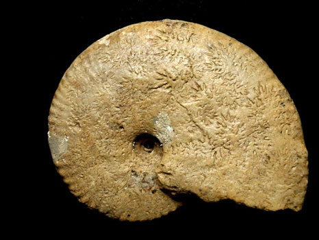 Taramelliceras callicerum