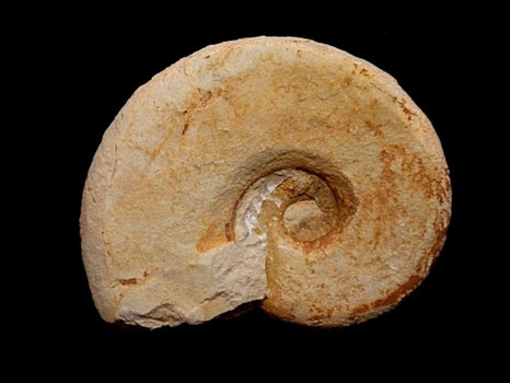 Neolissoceras grassianum