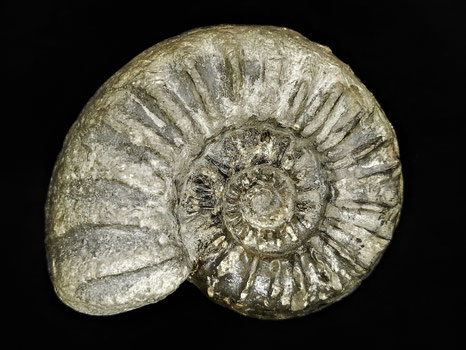 Eugassiceras resupinatum