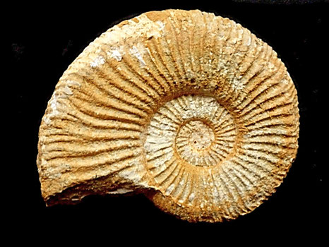 Berriasella callisto