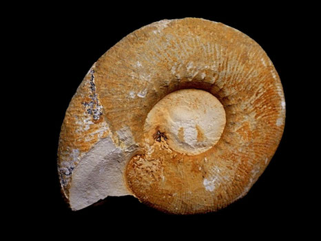Olcostephanus densicostatus